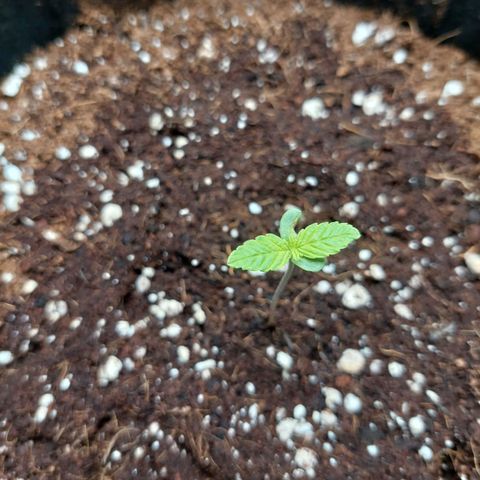 Royal Cookies growlog timeline photo