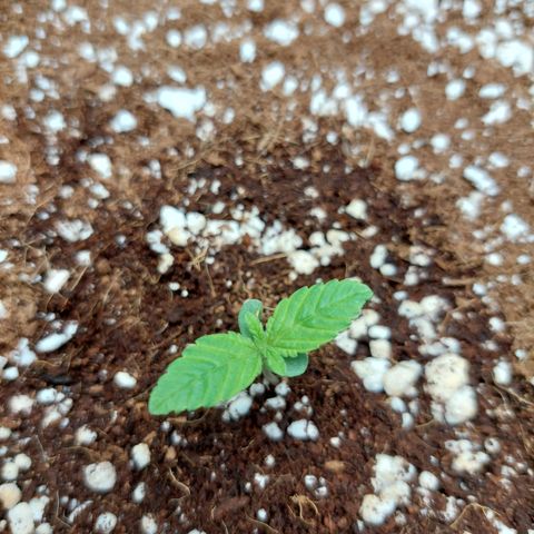 Royal Cookies growlog timeline photo