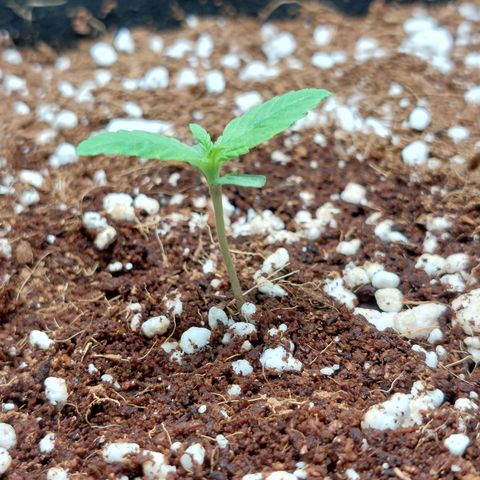 Royal Cookies growlog timeline photo