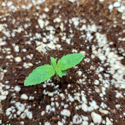 Royal Cookies growlog timeline photo
