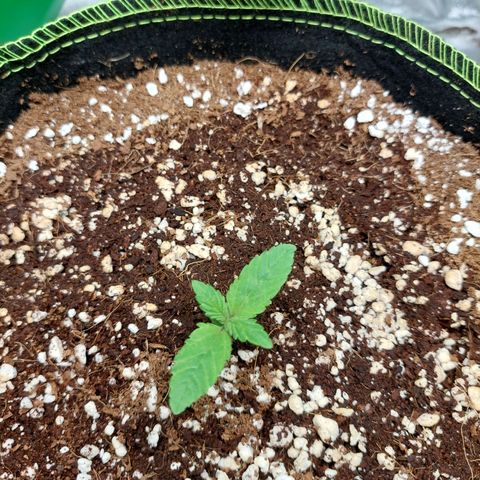 Royal Cookies growlog timeline photo