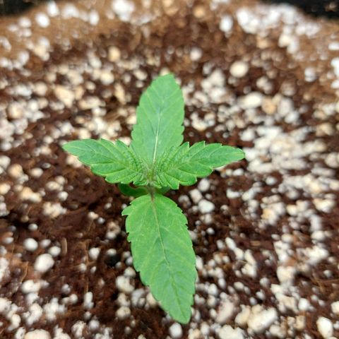 Royal Cookies growlog timeline photo