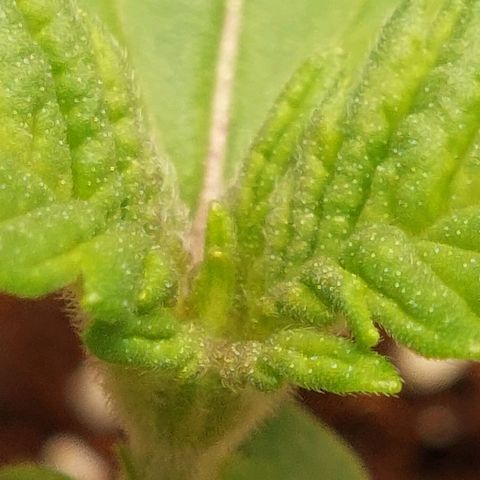 Royal Cookies growlog timeline photo