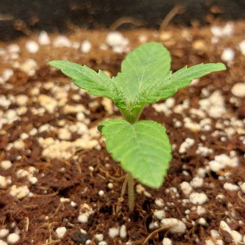 Royal Cookies growlog timeline photo