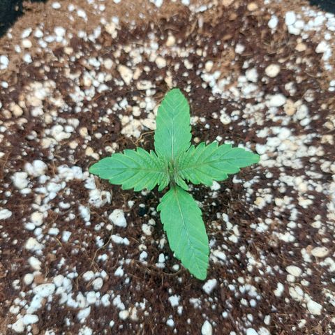 Royal Cookies growlog timeline photo