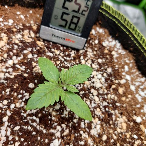 Royal Cookies growlog timeline photo