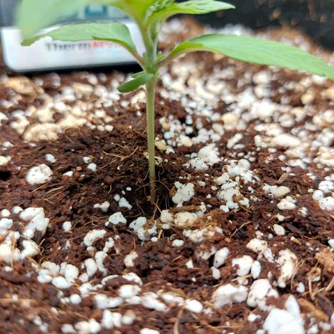 Royal Cookies growlog timeline photo