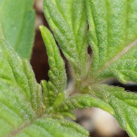 Royal Cookies growlog timeline photo