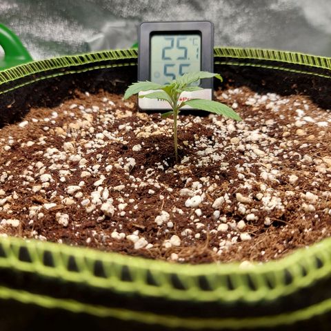 Royal Cookies growlog timeline photo