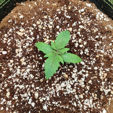 Royal Cookies growlog timeline photo