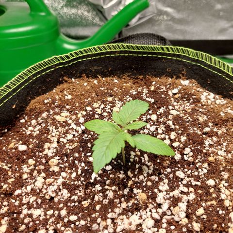 Royal Cookies growlog timeline photo