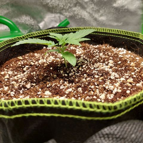 Royal Cookies growlog timeline photo