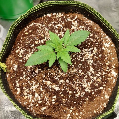 Royal Cookies growlog timeline photo
