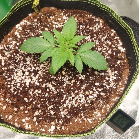Royal Cookies growlog timeline photo