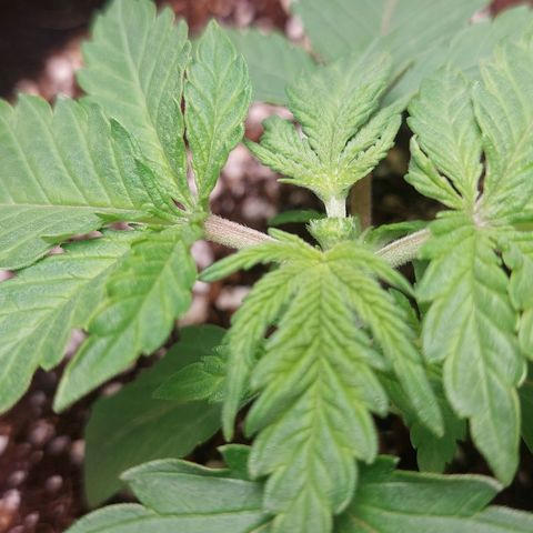 Royal Cookies growlog photo: Fim