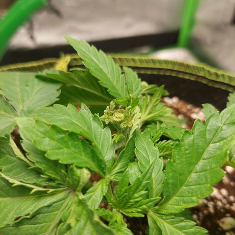 Royal Cookies growlog timeline photo