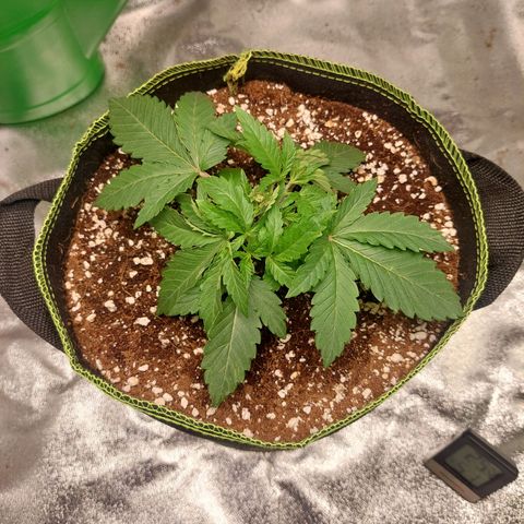 Royal Cookies growlog timeline photo