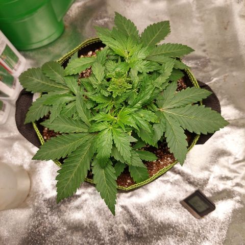 Royal Cookies growlog timeline photo