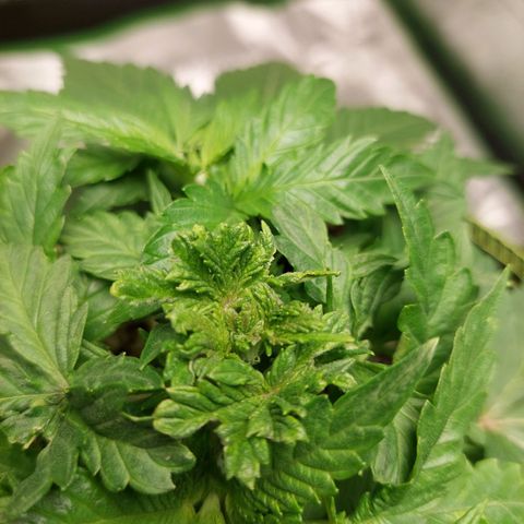 Royal Cookies growlog timeline photo