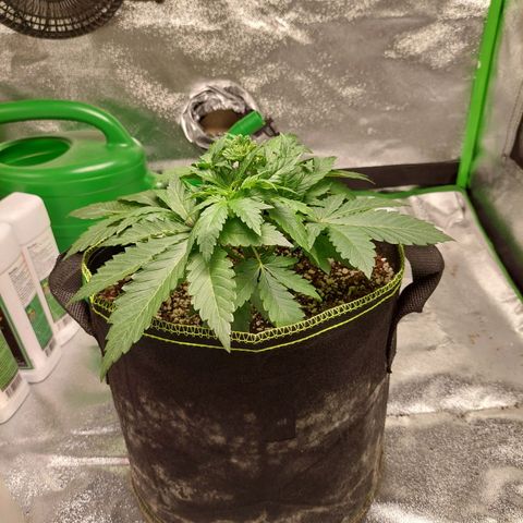 Royal Cookies growlog timeline photo
