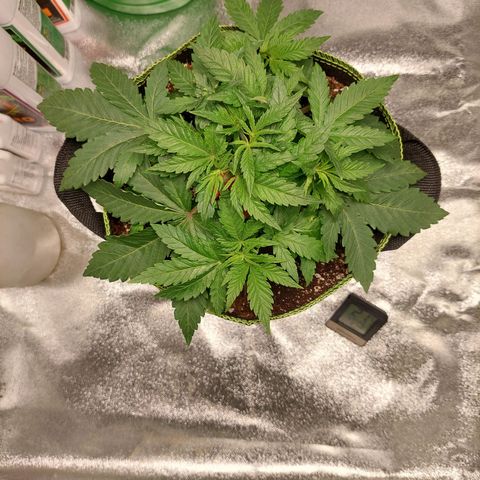 Royal Cookies growlog timeline photo