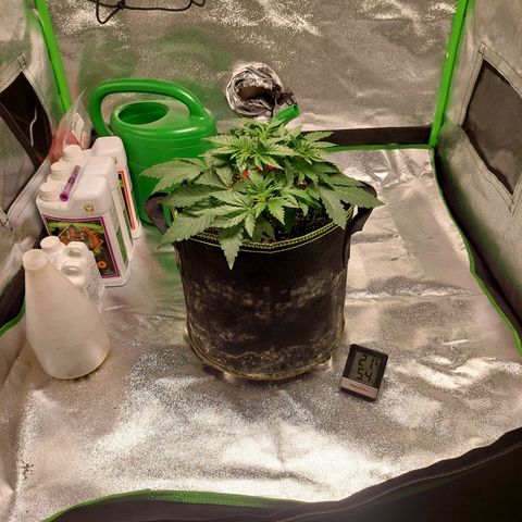 Royal Cookies growlog timeline photo