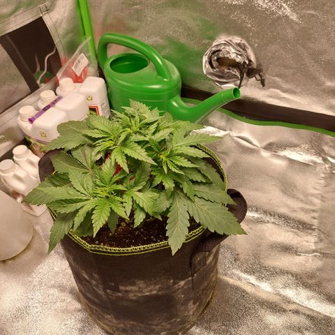 Royal Cookies growlog timeline photo