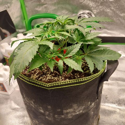 Royal Cookies growlog timeline photo