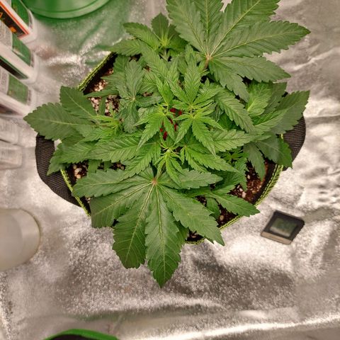 Royal Cookies growlog timeline photo