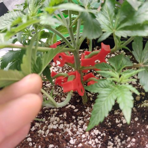 Royal Cookies growlog timeline photo