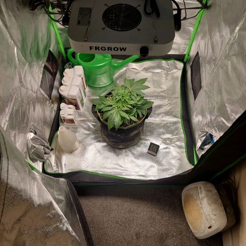 Royal Cookies growlog timeline photo