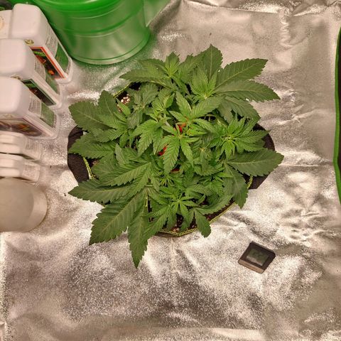 Royal Cookies growlog timeline photo