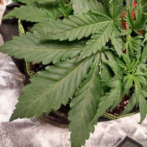 Royal Cookies growlog timeline photo