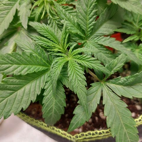 Royal Cookies growlog timeline photo