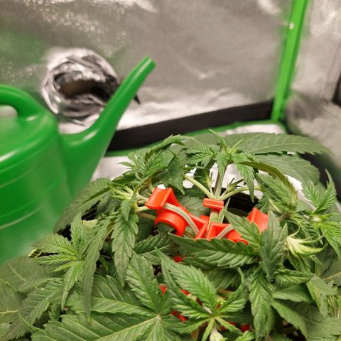 Royal Cookies growlog timeline photo