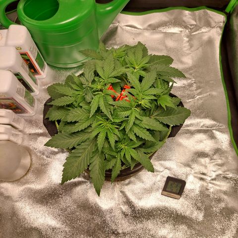 Royal Cookies growlog timeline photo