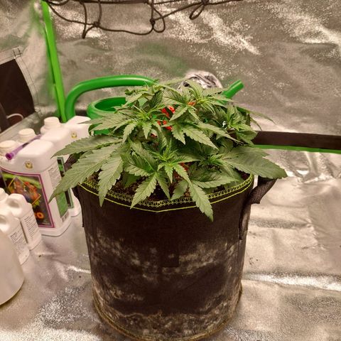 Royal Cookies growlog timeline photo
