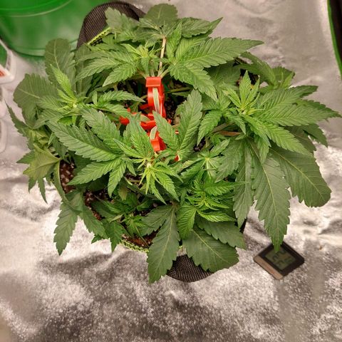 Royal Cookies growlog timeline photo