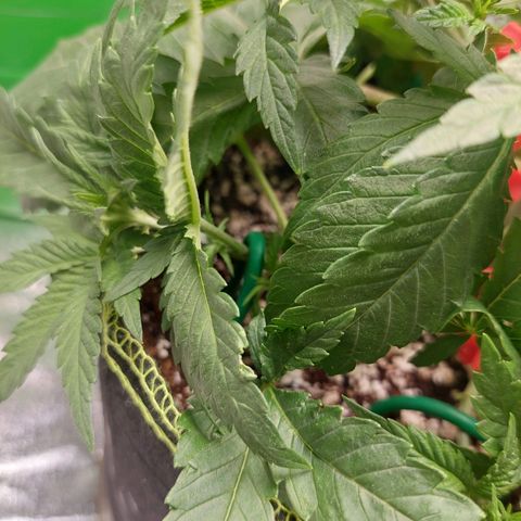 Royal Cookies growlog timeline photo