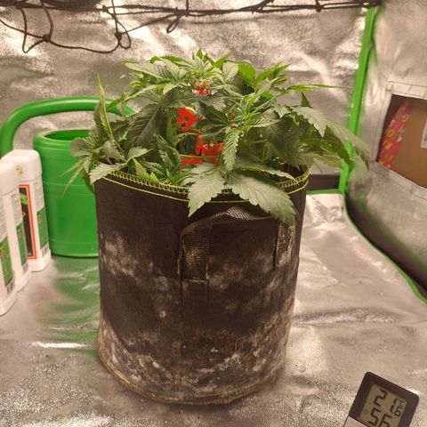 Royal Cookies growlog timeline photo
