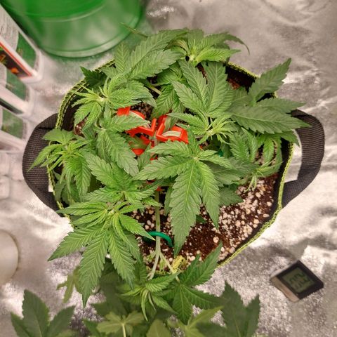 Royal Cookies growlog timeline photo
