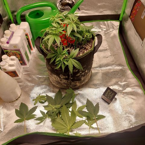 Royal Cookies growlog timeline photo
