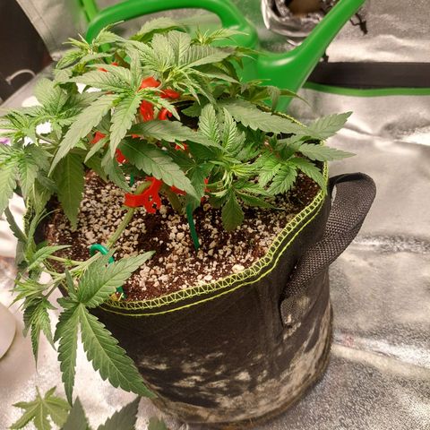 Royal Cookies growlog timeline photo