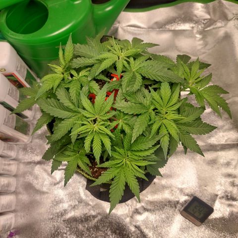 Royal Cookies growlog timeline photo
