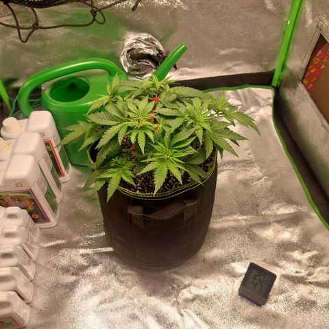 Royal Cookies growlog timeline photo