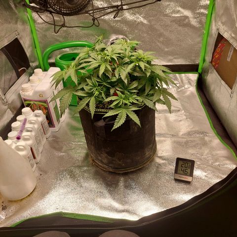 Royal Cookies growlog timeline photo