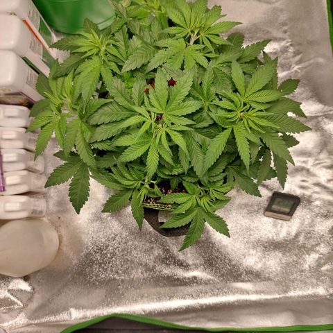 Royal Cookies growlog timeline photo
