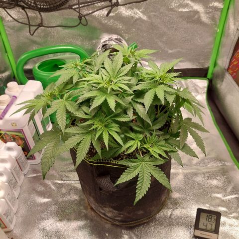 Royal Cookies growlog timeline photo