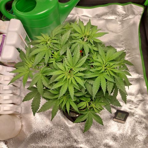 Royal Cookies growlog timeline photo