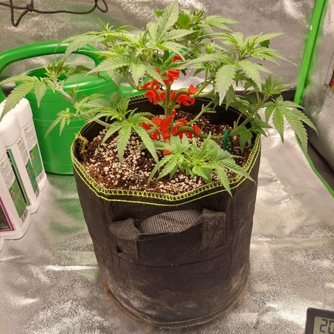 Royal Cookies growlog photo: Haircut no. 2